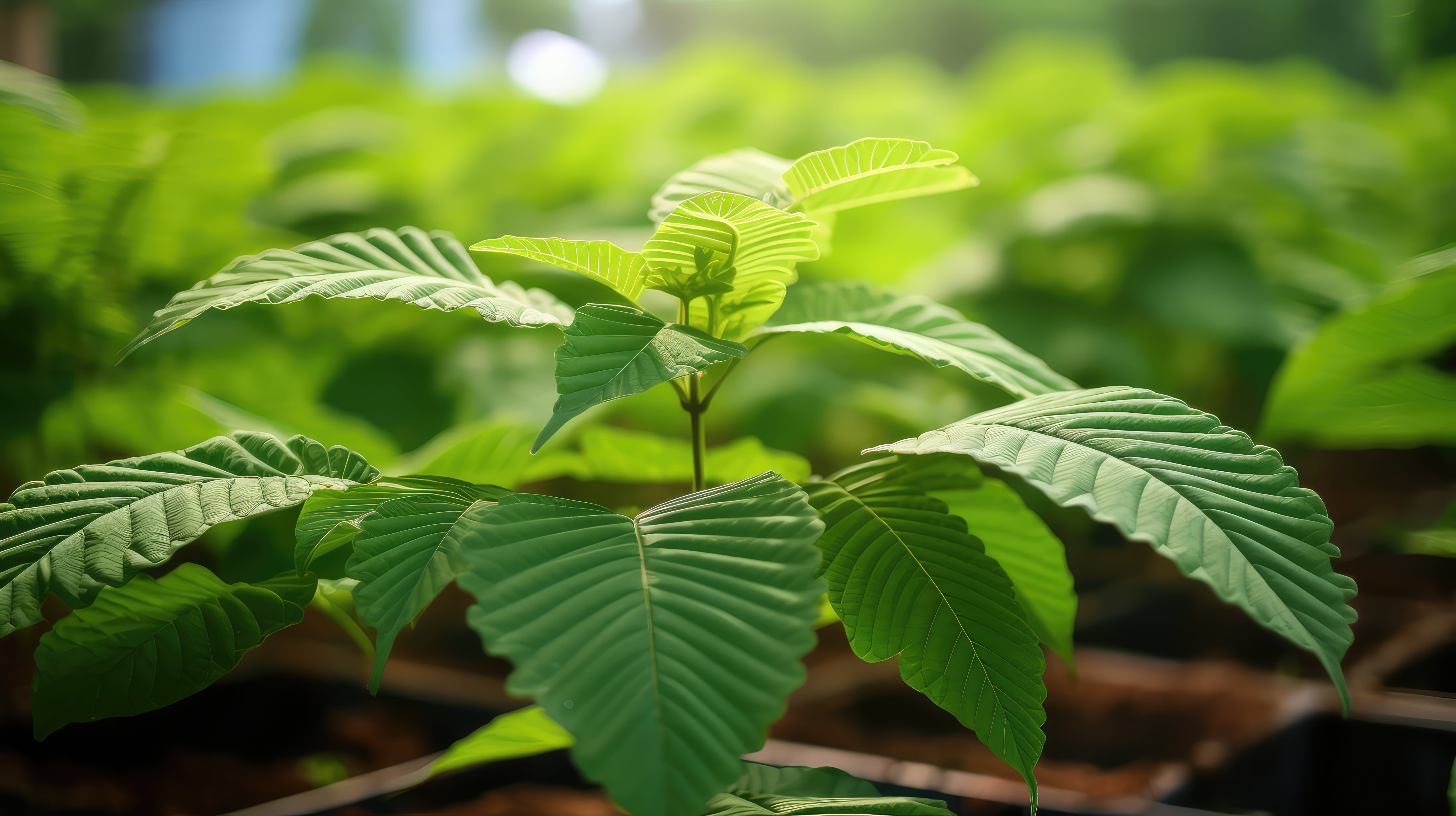 leaves of kratom plant