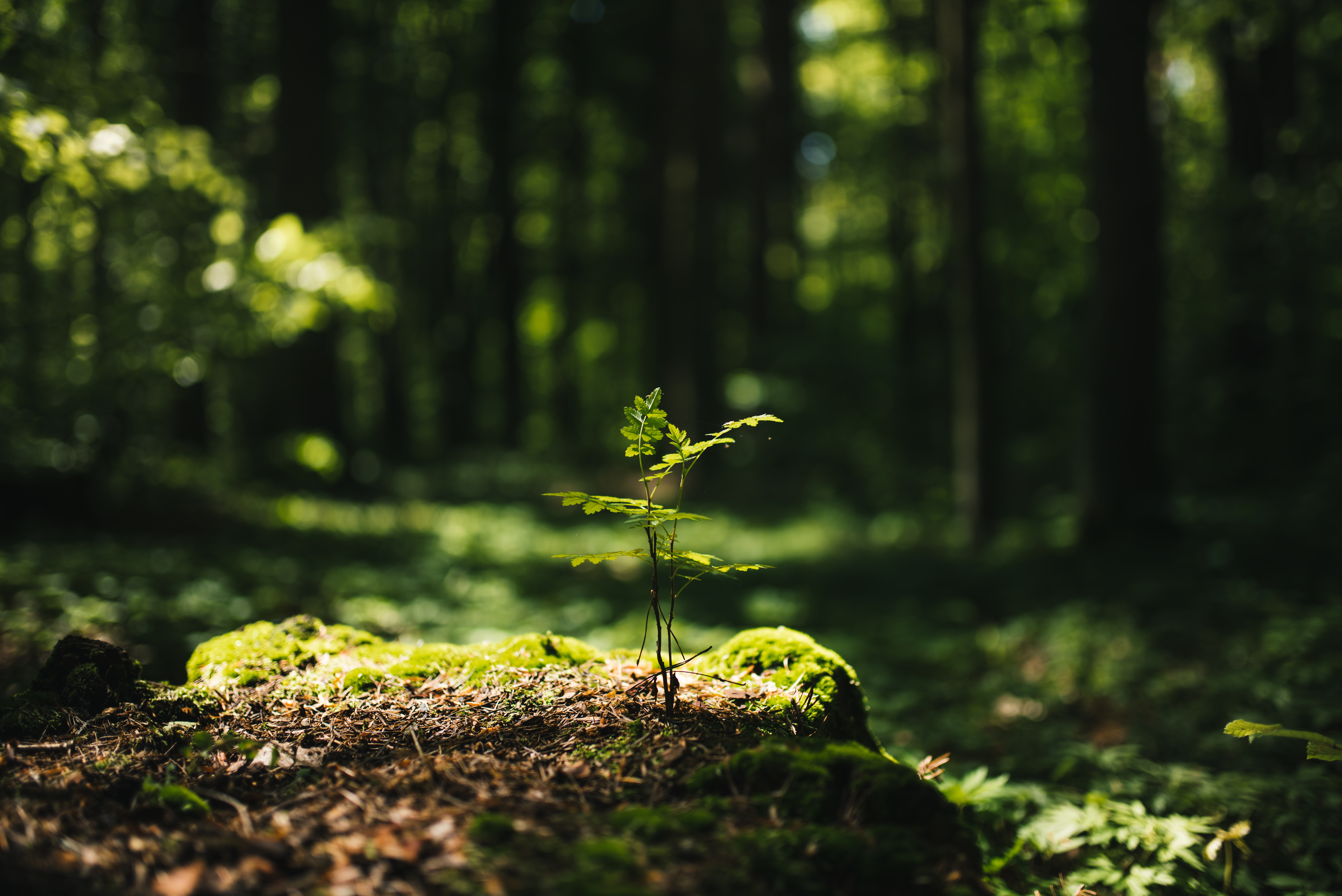 Young tree seedling growing from old stump in forest
