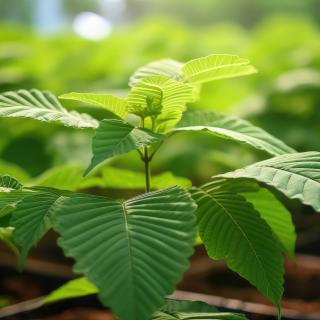 leaves of kratom plant