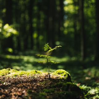 Young tree seedling growing from old stump in forest